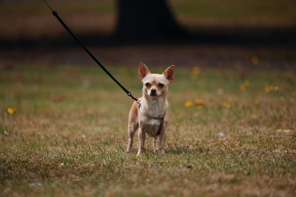 Wie kann man traditionelle Rezepte mit modernen Techniken aufpeppen?